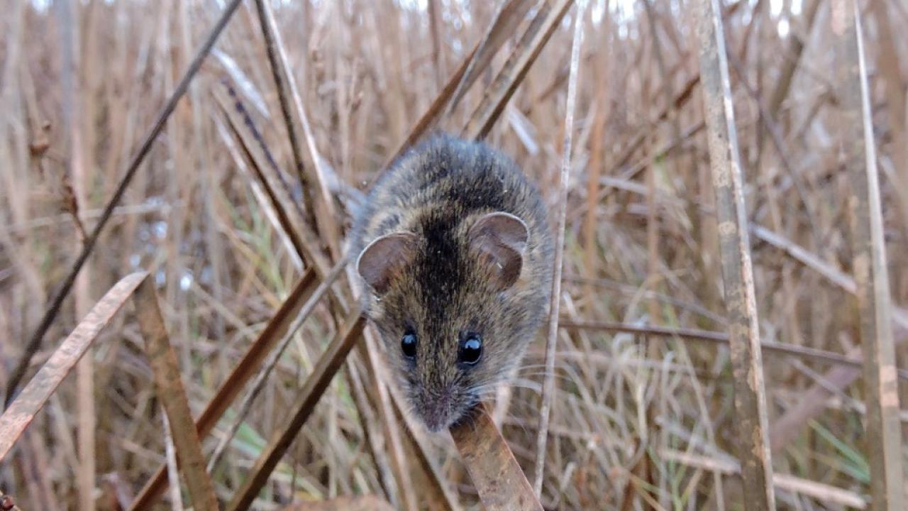 Endangered Mouse Study Shares NoContact Sampling Method School of